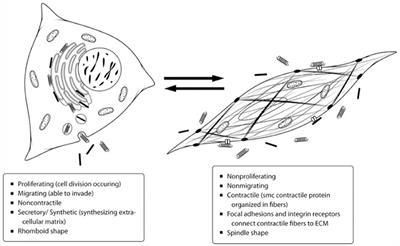 Wnt Signaling in Vascular Calcification